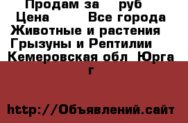 Продам за 50 руб. › Цена ­ 50 - Все города Животные и растения » Грызуны и Рептилии   . Кемеровская обл.,Юрга г.